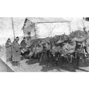 carte postale envoy&eacute;e de Gr&egrave;ce en 1916