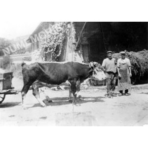 Chirens : les boeufs de Claude Monin vers 1936-40