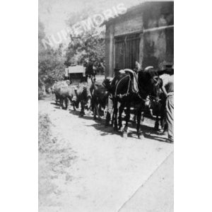 Chirens : monter la batteuse &agrave; la Louvati&egrave;re vers 1950