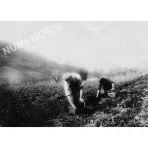 Chirens : planter les patates vers 1945 avec un prisonnier allemand