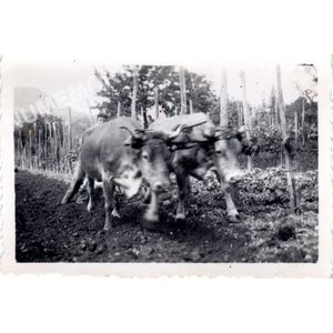 Coublevie : labours dans les vigne en 1945