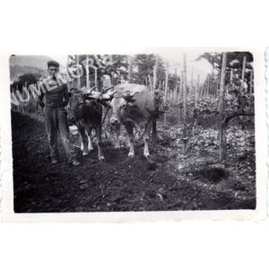Coublevie : labours dans les vigne en 1945