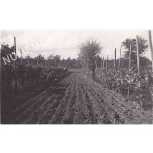 Charn&egrave;cles : labour entre les tires