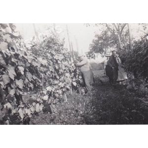 vendanges &agrave; Charn&egrave;cles