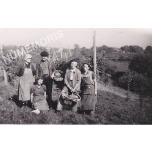 vendanges &agrave; Charn&egrave;cles