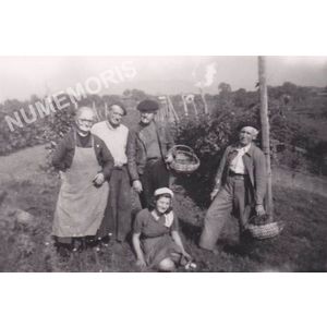 vendanges &agrave; Charn&egrave;cles