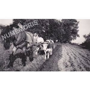 Charn&egrave;cles : labour avec un cheval et deux vaches