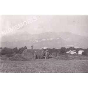 les foins &agrave; Charn&egrave;cles