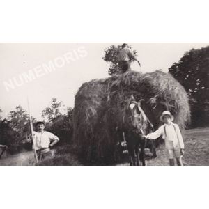 les foins &agrave; Charn&egrave;cles