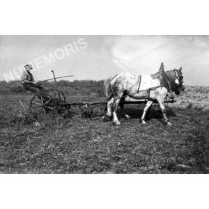 le Pin : labours avec des chevaux