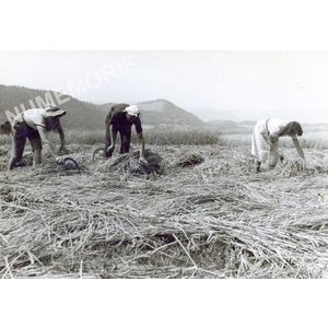 Pommiers la Placette : la moisson