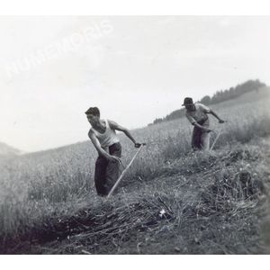 Pommiers la Placette : les foins en 1946