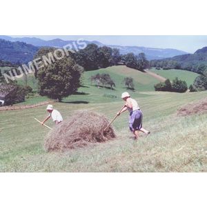 Pommiers la Placette : les foins