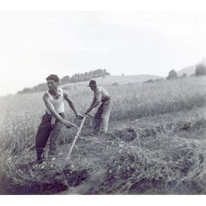 Pommiers la Placette : les foins en 1946