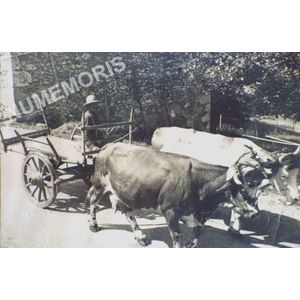 Pommiers la Placette : le martinet &agrave; vaches en 1950