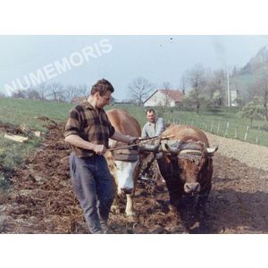 Pommiers la Placette : labours