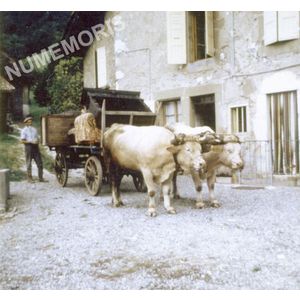 Pommiers la Placette : attelage de boeufs en 1966