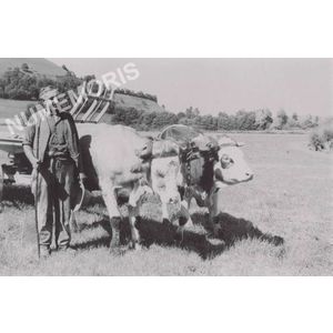 la B&acirc;tie-Divisin : char et attelage de boeufs