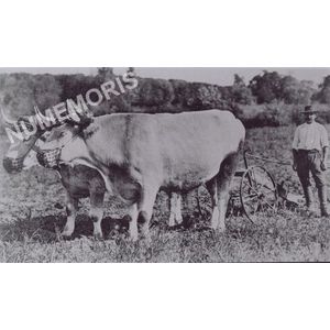 la B&acirc;tie-Divisin : labour avec des boeufs