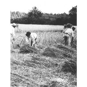 la B&acirc;tie-Divisin : les moissons