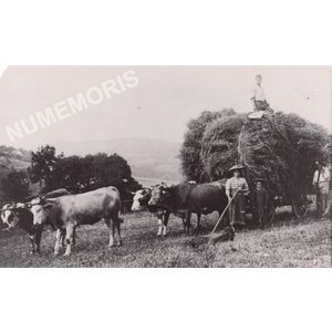 la B&acirc;tie-Divisin : char de foin et attelage de boeufs