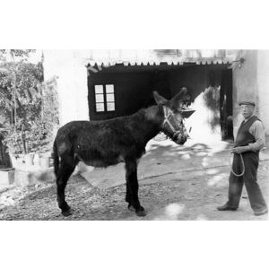 le Pin : un &acirc;ne