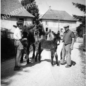 le Pin : un &acirc;ne et son petit