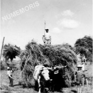 le Pin : char &agrave; foin