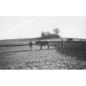le Pin : labours avec des chevaux