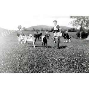 le Pin : ch&egrave;vres et vaches