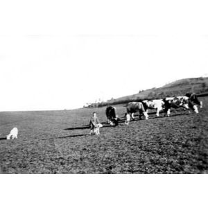 le Pin : ch&egrave;vres et vaches