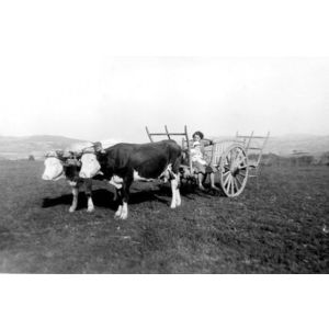 le Pin : char &agrave; foin