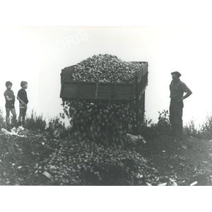 pommes &agrave; Charn&egrave;cles