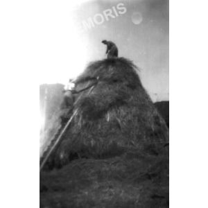 Chirens : meule de bauche vers 1945