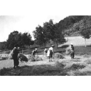 Chirens : moisson en 1940 &agrave; Beaudin&eacute;