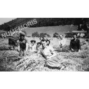 Chirens : moisson en 1942 &agrave; Beaudin&eacute;