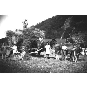 Chirens : moisson en 1940 &agrave; Beaudin&eacute;