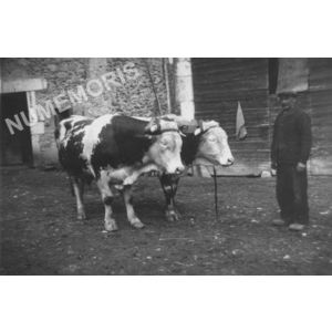 Chirens : boeufs de la ferme Ogier en 1939