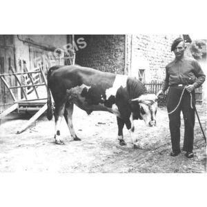 Chirens : boeuf de la ferme Bayon vers 1960