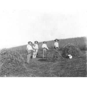 Chirens : cuchons de foins en 1912