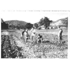 Chirens : ramassage des patates en 1957 aux Brosses