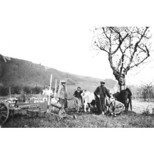 Chirens : planter les patates vers 1945 dans les vignes