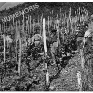 Chirens : vendanges &agrave; Beaudin&eacute;