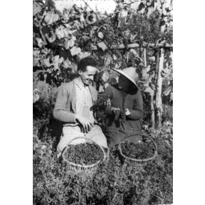 Chirens : vendanges &agrave; Clermont