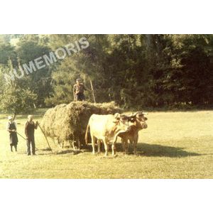 Voiron attelage de foins &agrave; l'Agnelas en 1960