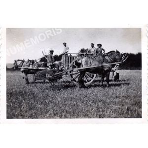 Coublevie : foins en 1947