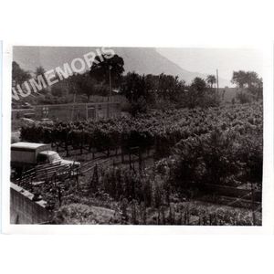 Coublevie : vigne en 1971 au Neyroud