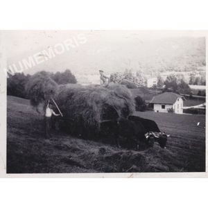 fenaison de coublevitains sur St Etienne de Crossey vers 1940