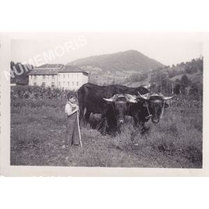 Coublevie : attelage de boeufs