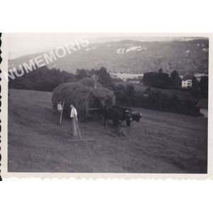 fenaison de coublevitains sur St Etienne de Crossey vers 1940